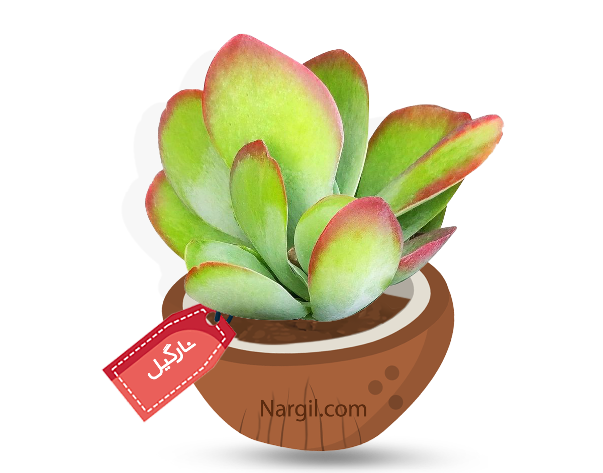  Nargil - paddle plant